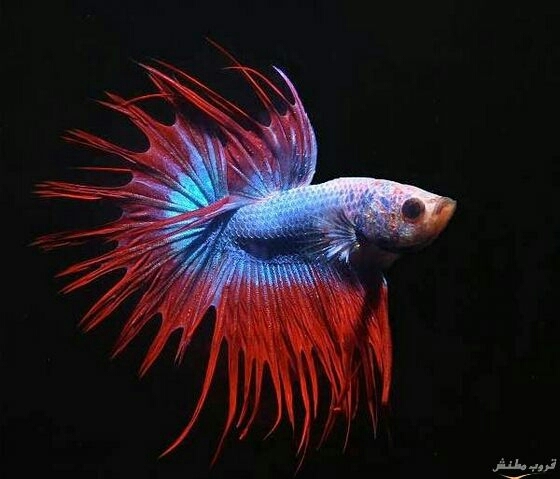 beta fish