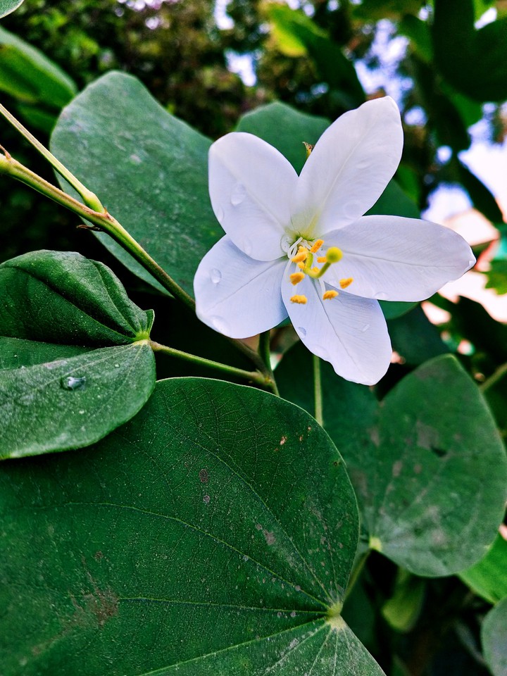 flowers