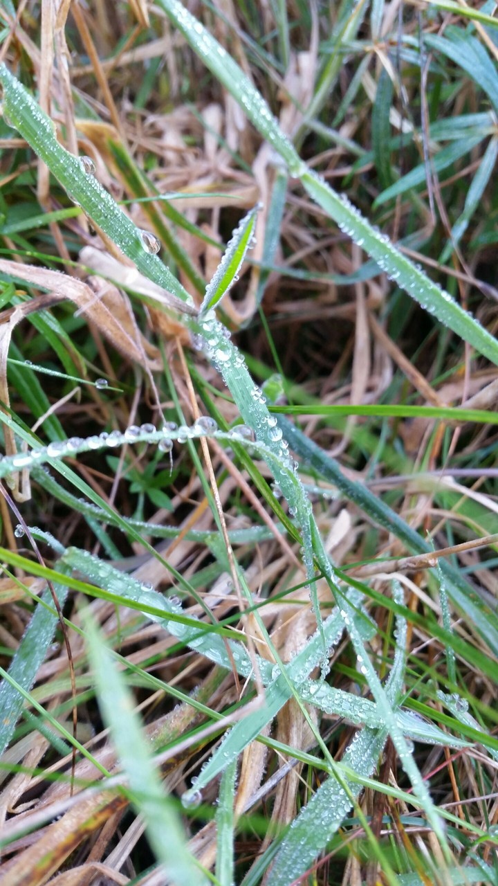 Drops of water on grass