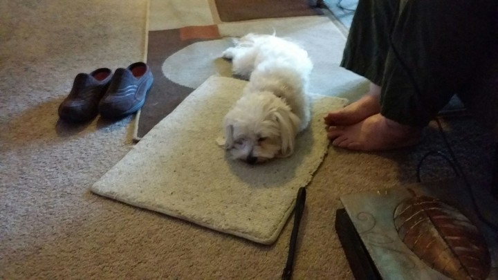 PUPPY