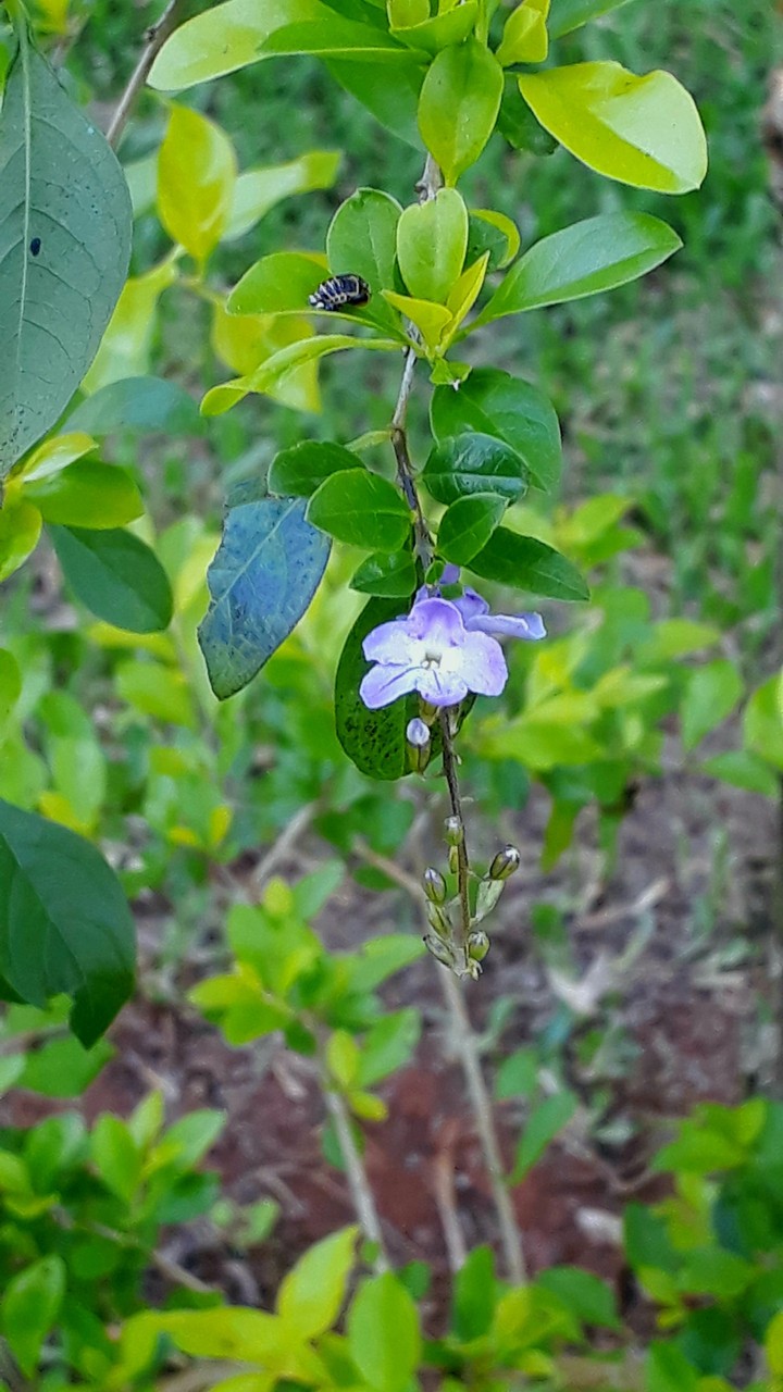 A flor e o besouro