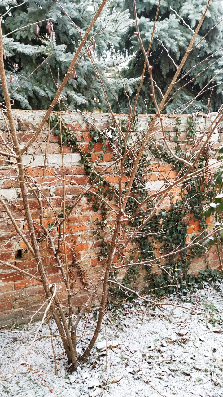 Snowy nature