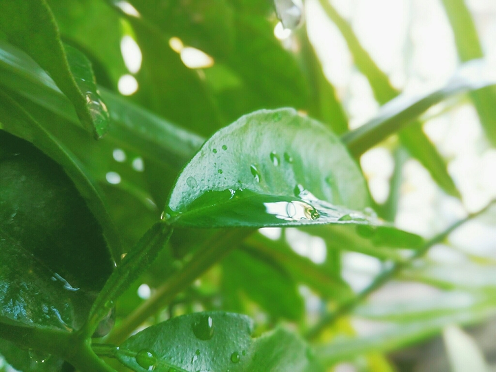 Rain Drops
