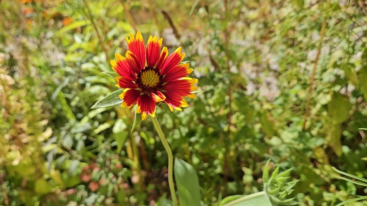 Blanket Flower in the Breeze