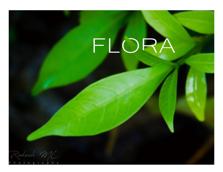 Leaf
