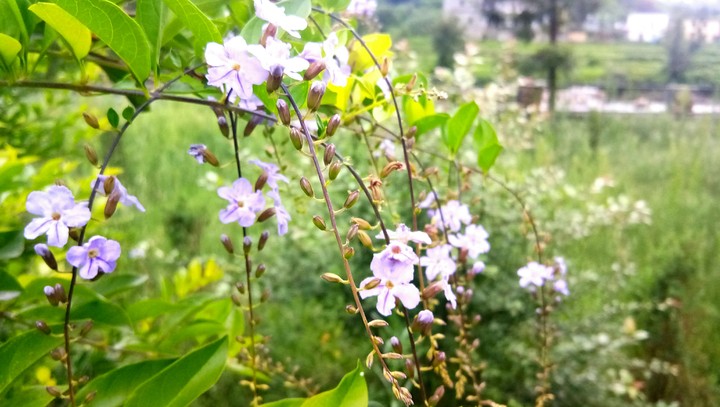 flower
