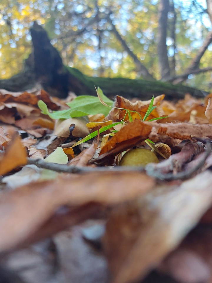 walking through the forest