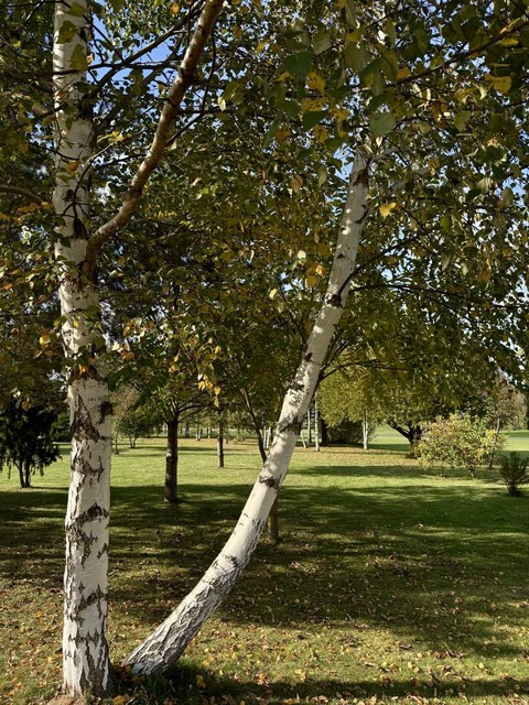 papéis de parede trunk, birch