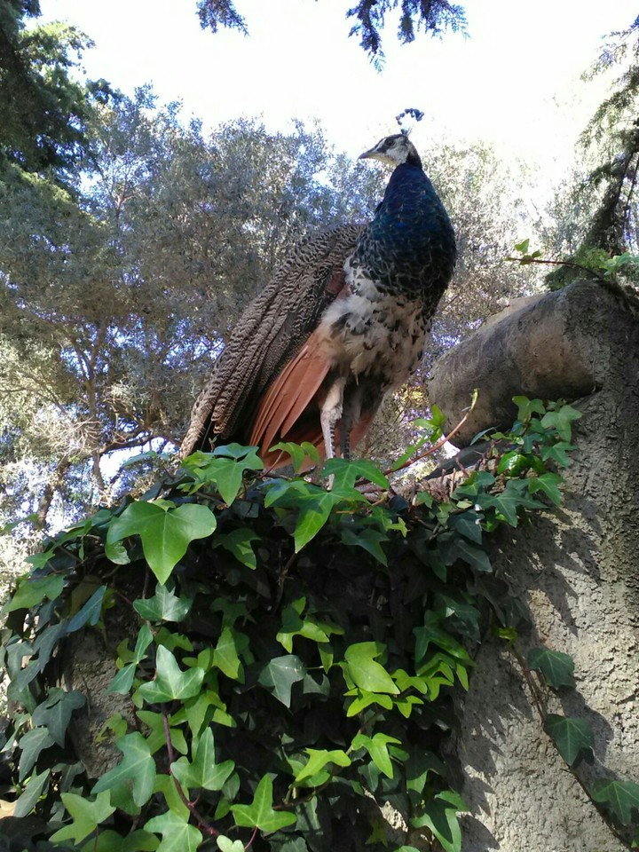 birds are amazing