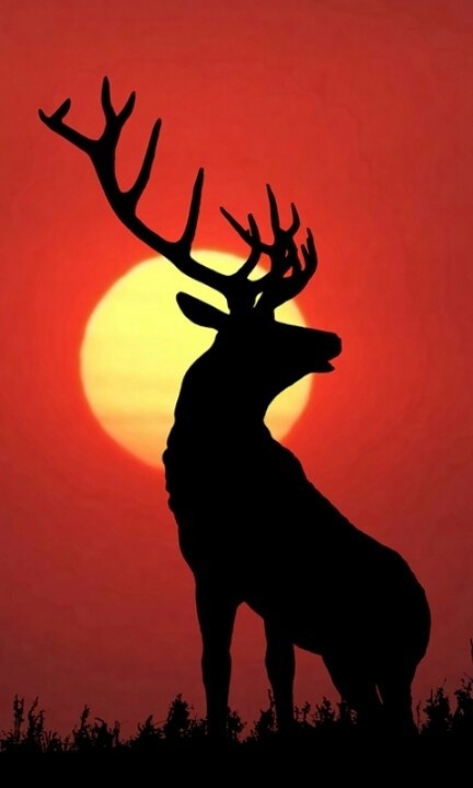 deer