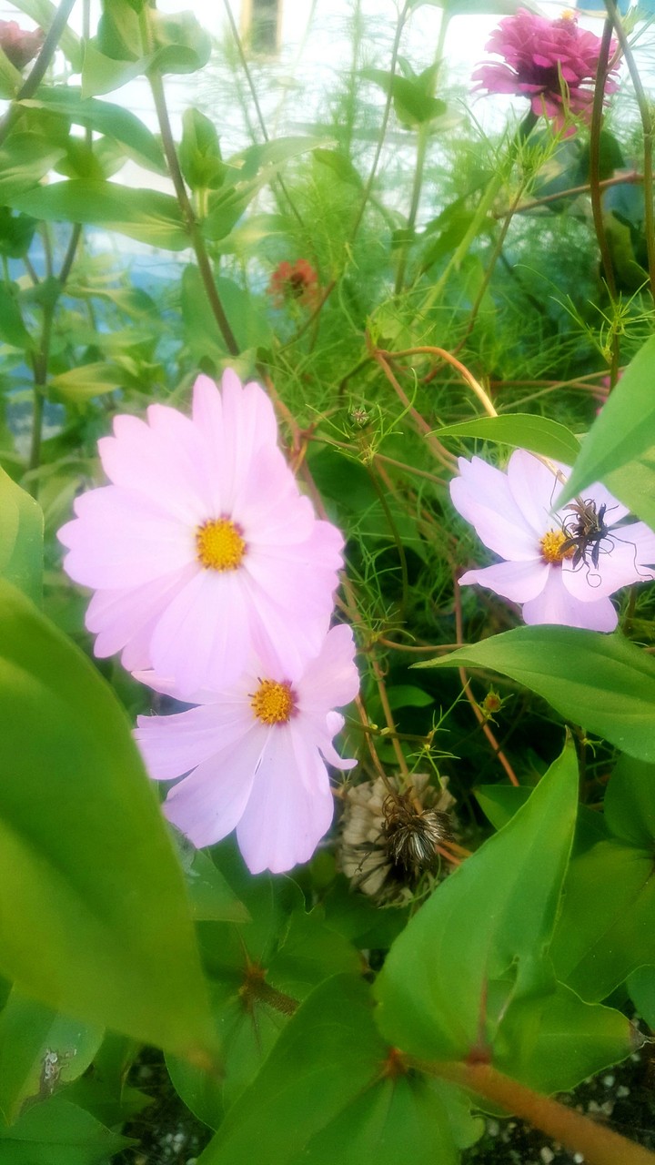 some wild flower on my through my favorite area
