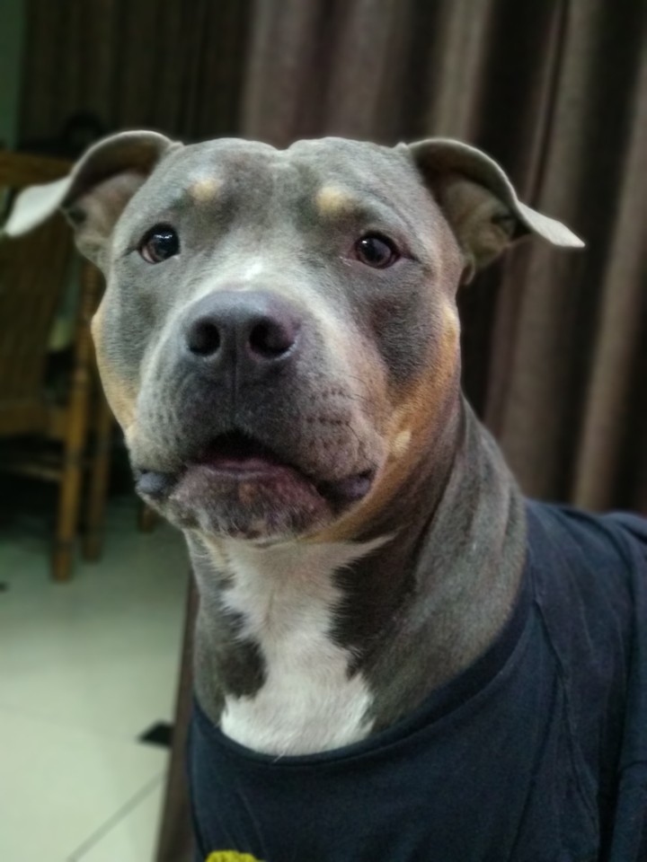 American bully