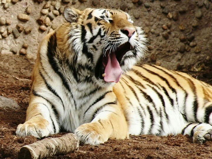 tiger