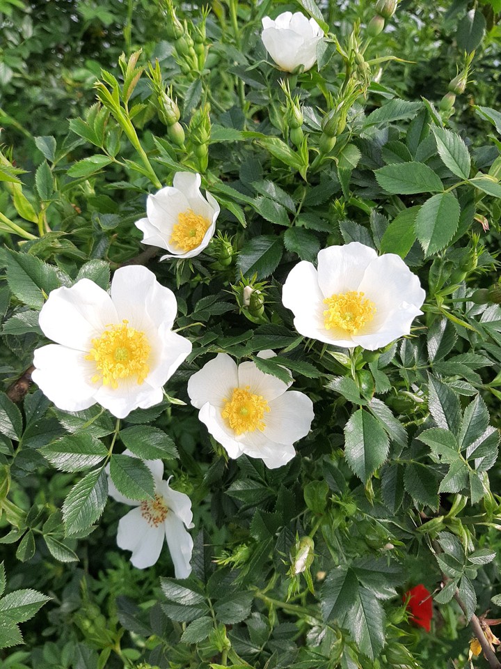Roses