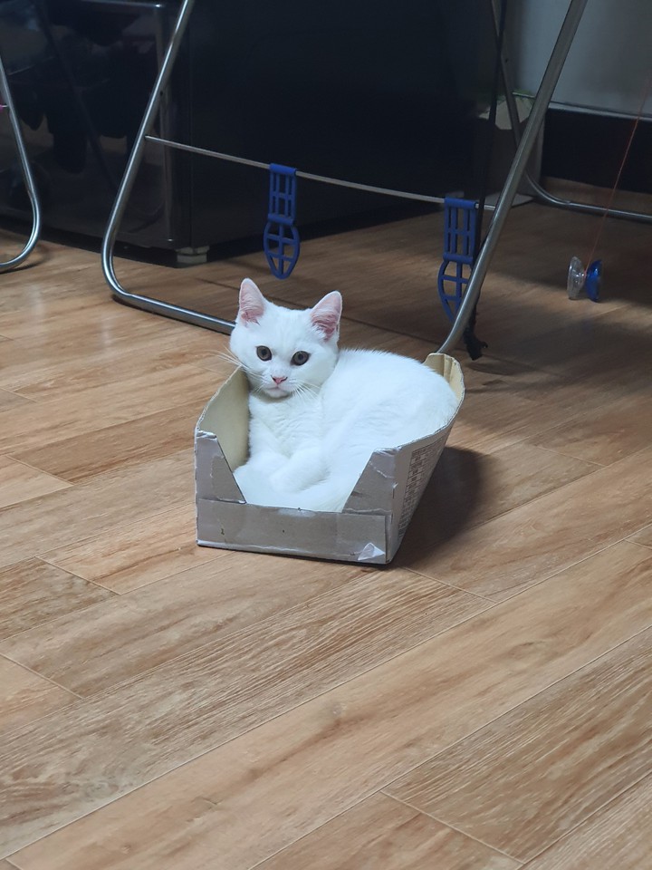 안락하다냥