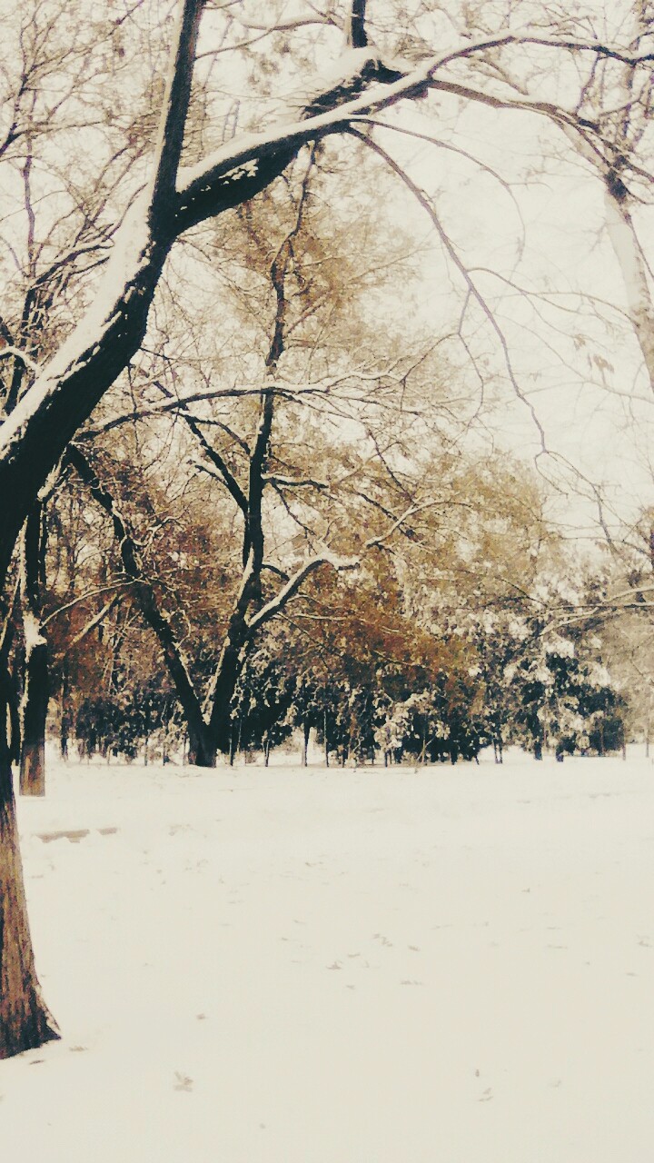 winter in the park