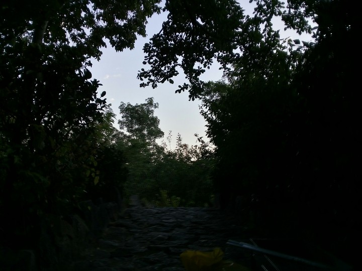 jangel in night