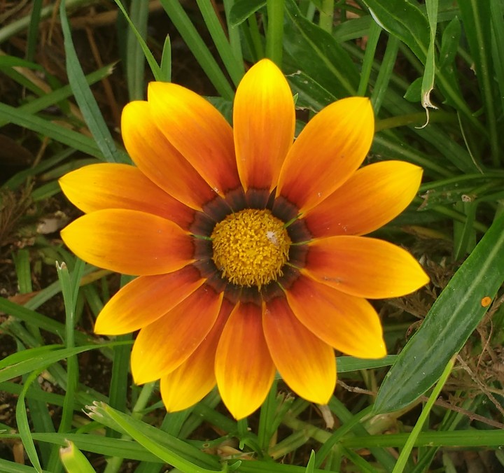 la belleza de la naturaleza
