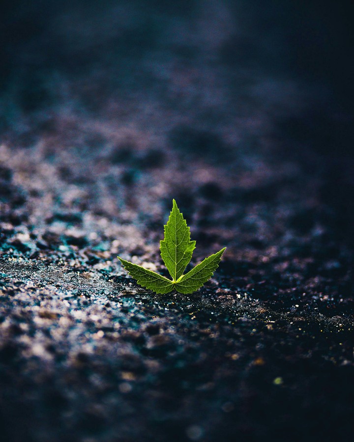 Gree Leaf