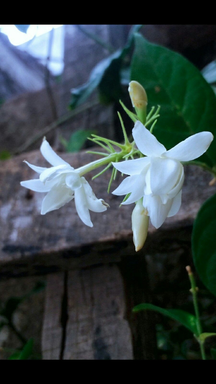 #Swanjay_photography