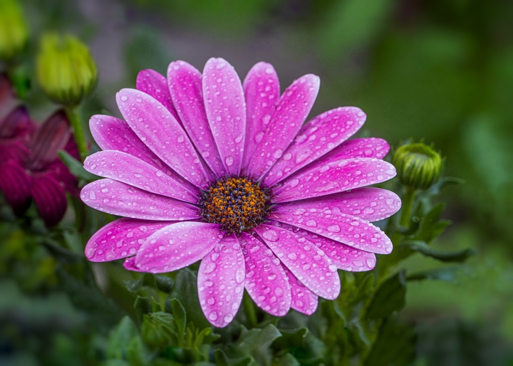 Osteospermum