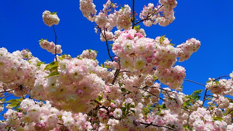 The cherry blossoms are in full bloom.