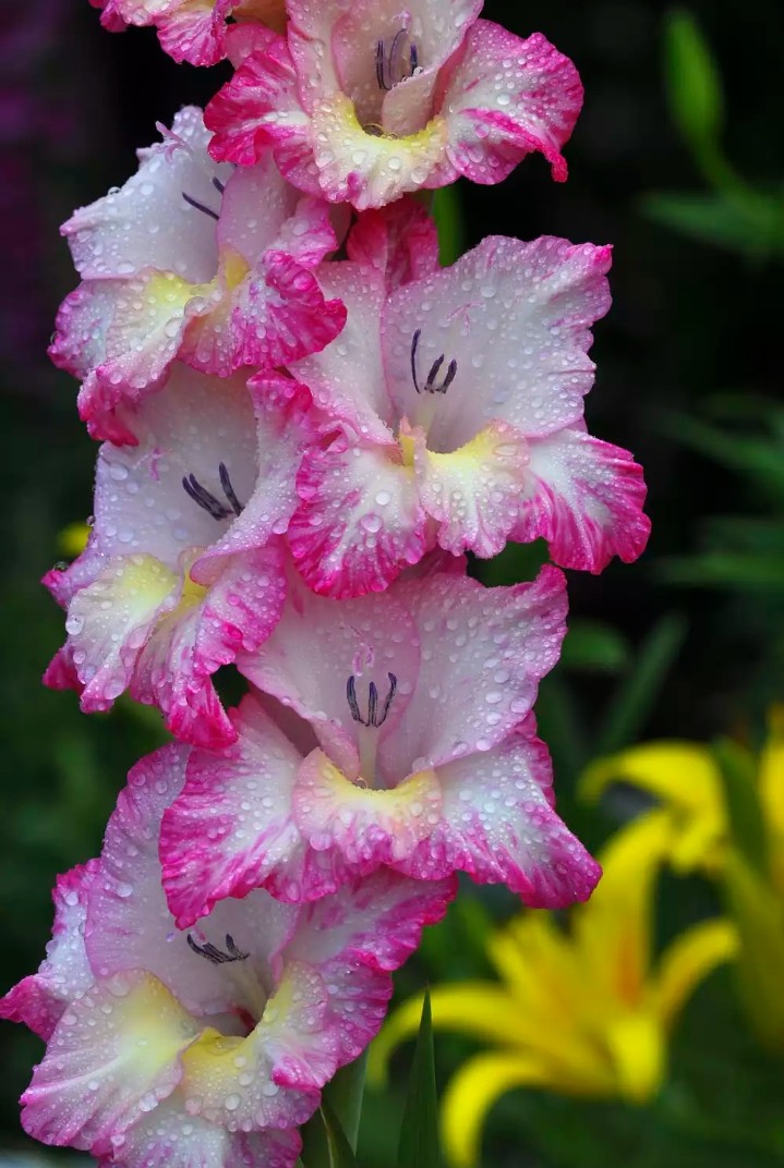 gladiolus