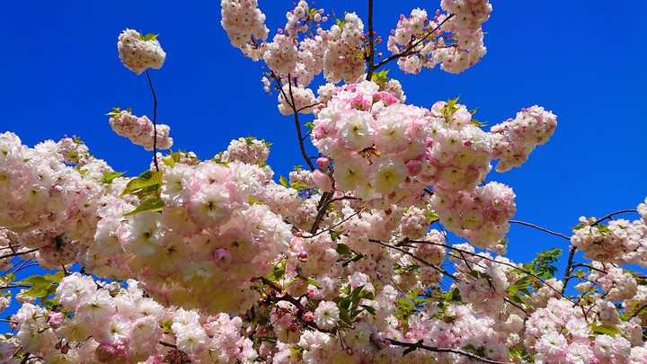The cherry blossoms are in full bloom.