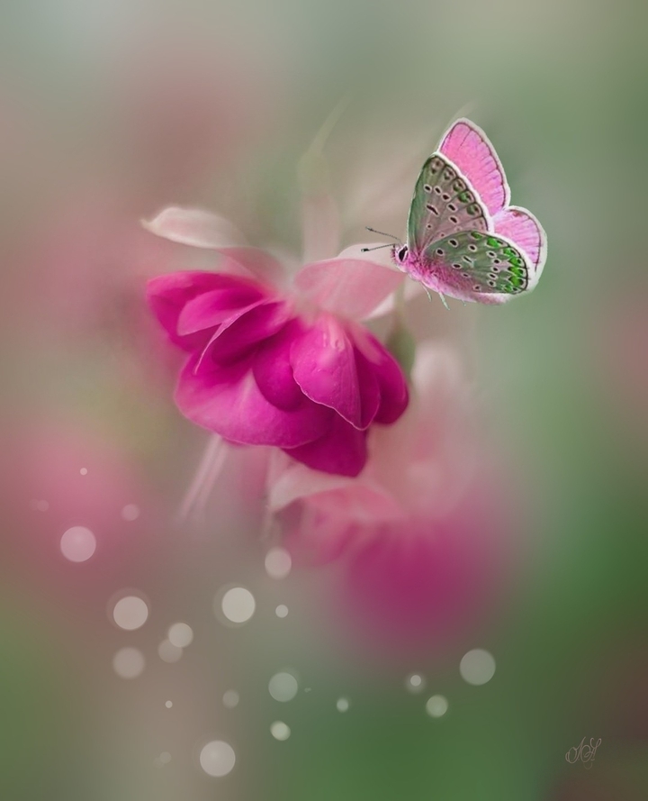 #rose