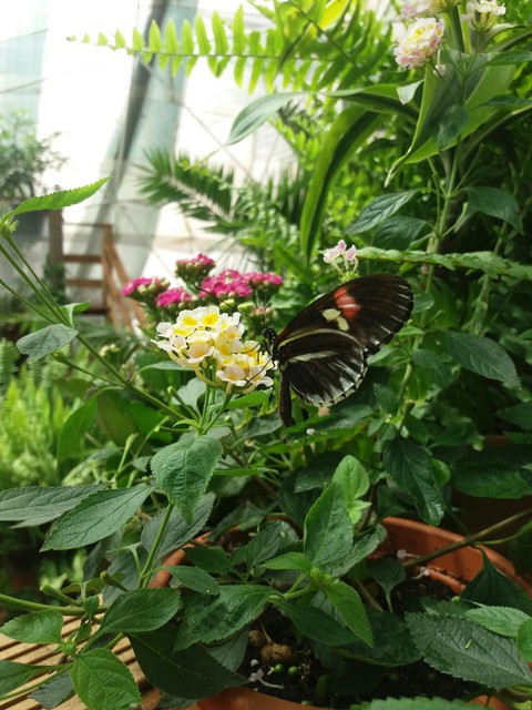 butterfly