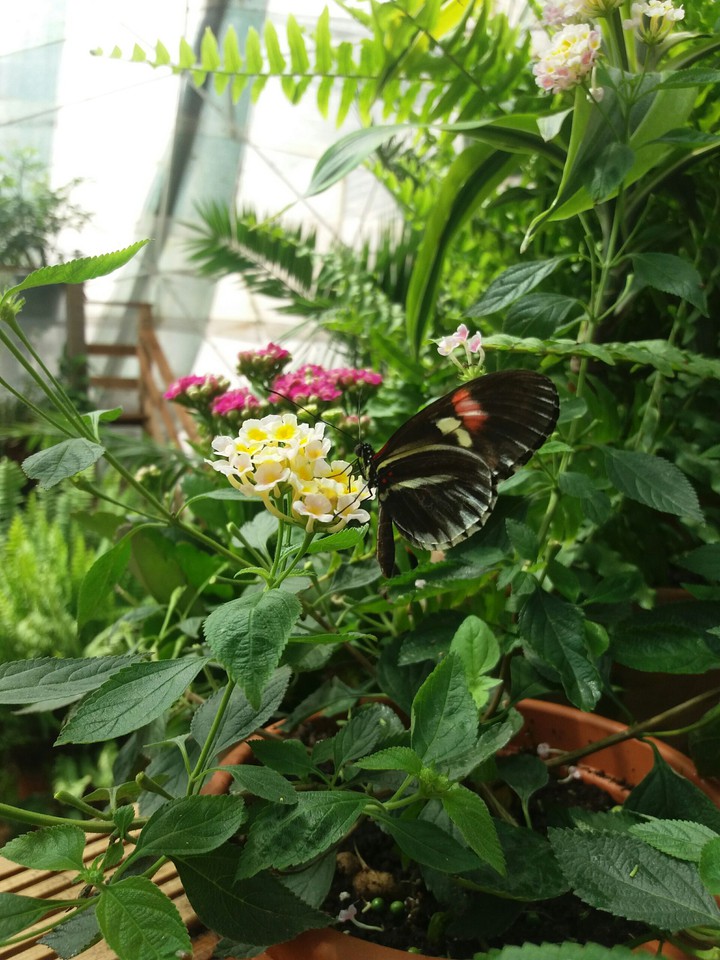 butterfly