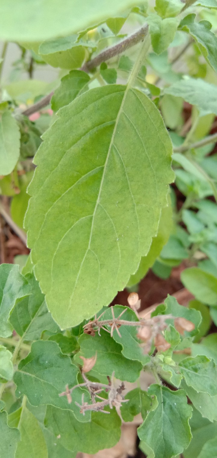 green leaf