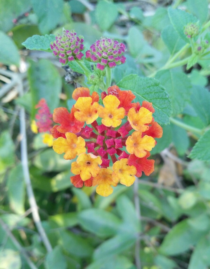 flower