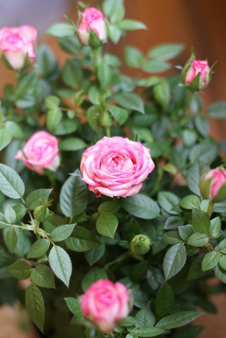 Rose