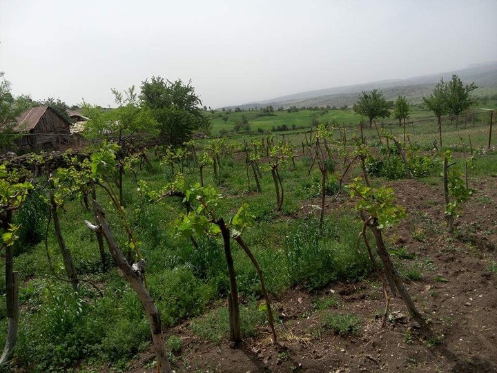 bağ bahçe