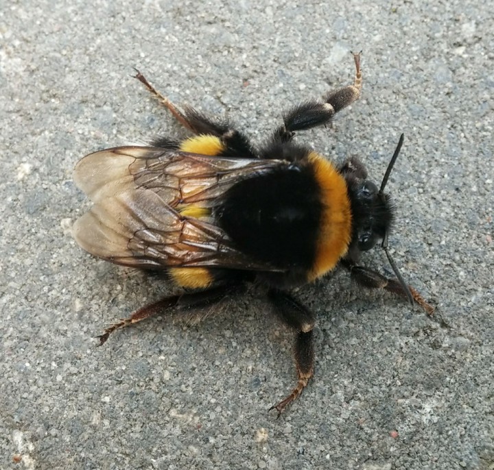 Hummel
