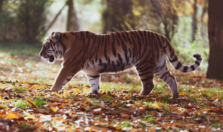 Amur tiger