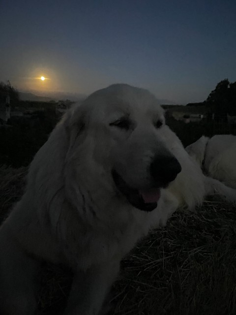 tapety snout, fur
