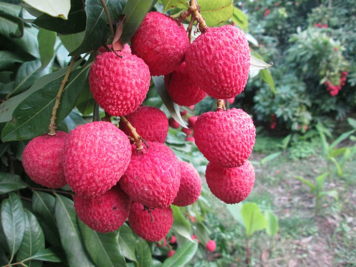 litchi