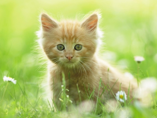 cats