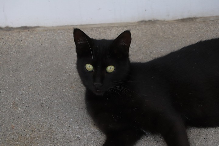 cat3
