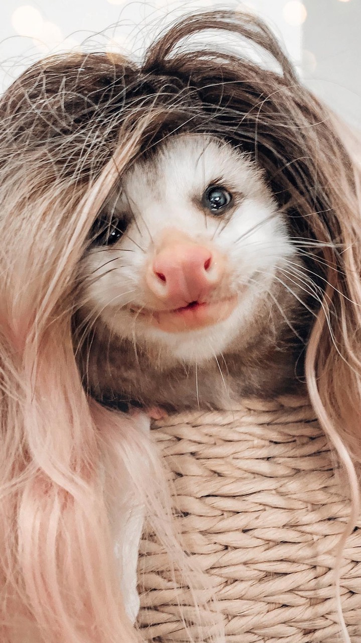 opossum