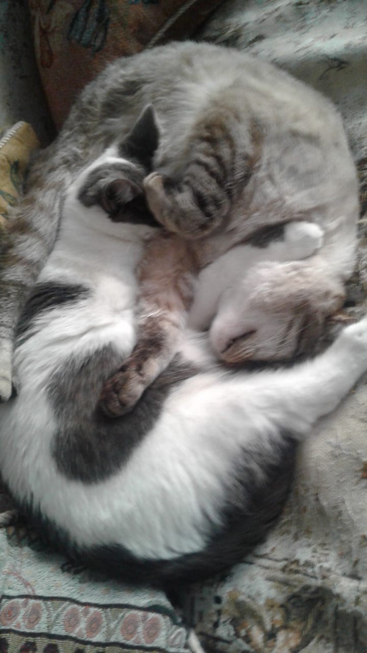 Yin-Yang (in the feline version?)