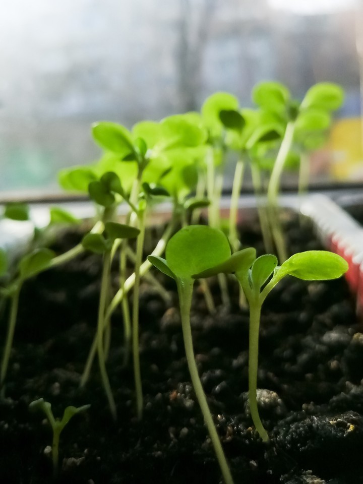 Seedlings