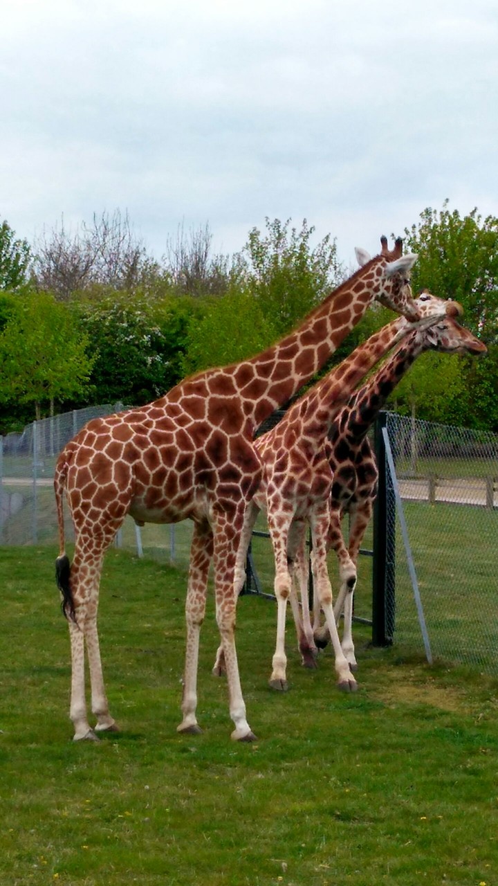 giraffes