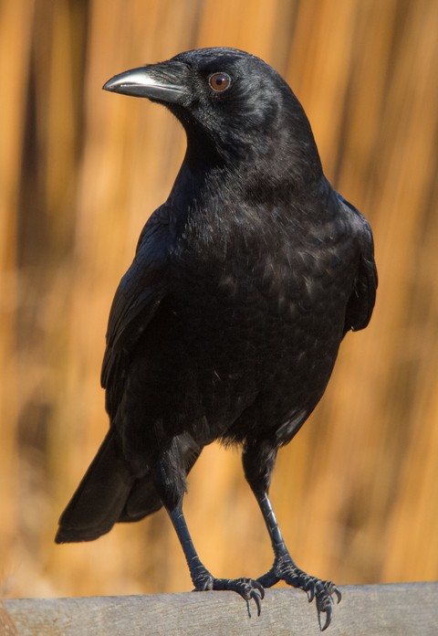 head, beak wallpapers