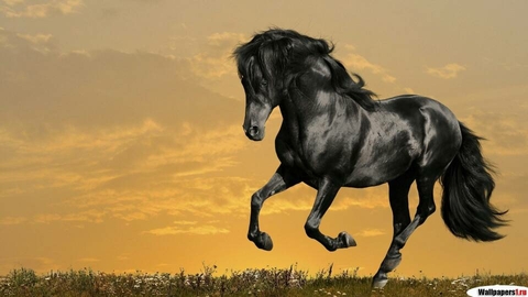 horse