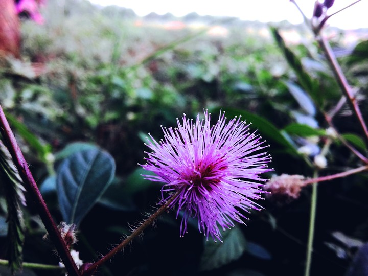 purple  flower ♡