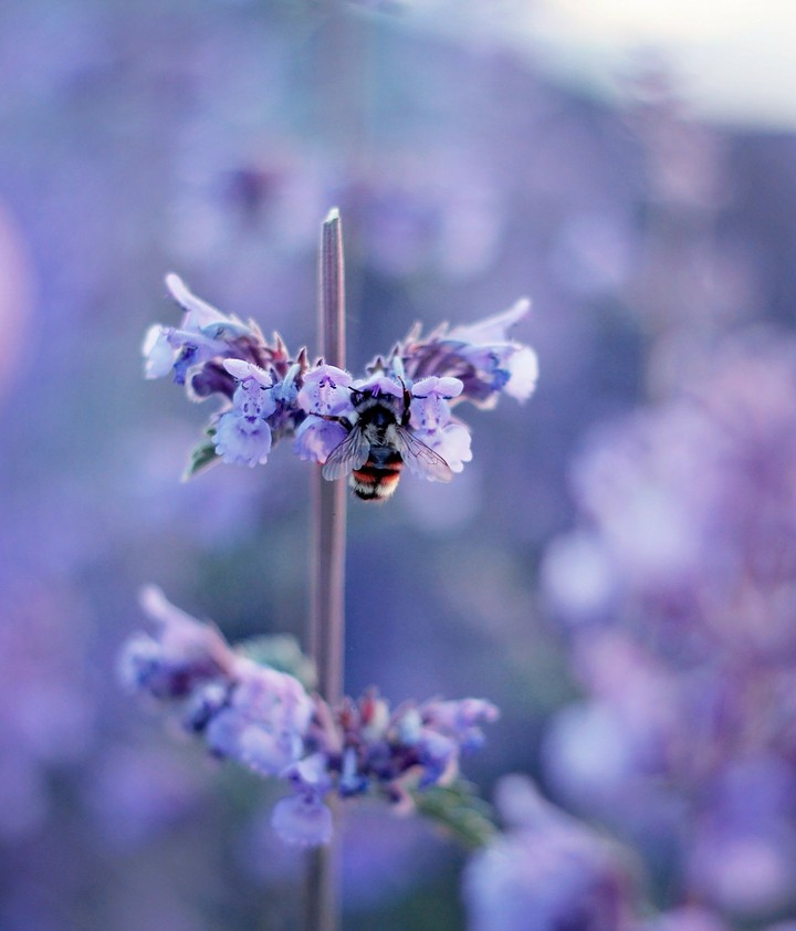 Busy Bee
