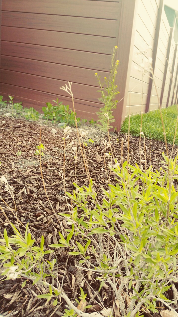 Bush